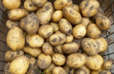 Aardappelen planten info op Moestuinweetjes.com
