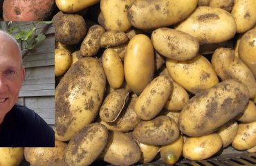 Aardappelen en patatten Deel 1 - Moestuinweetjes