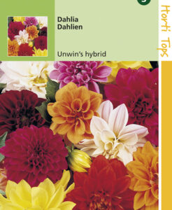 Dahlia Unwin'S Hybride Gemengd op Moestuinweetjes.com