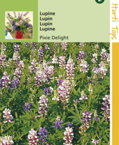 Lupinen Pixie Delight te koop op Moestuinweetjes.com