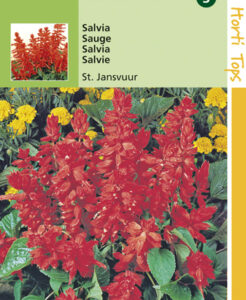 Sint-Jansvuur Salvia te koop op Moestuinweetjes.com