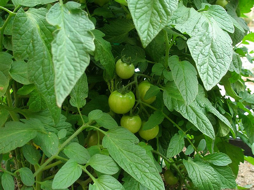 Teveel blad en te weinig vruchten, je tomatenplanten worden een oerwoud