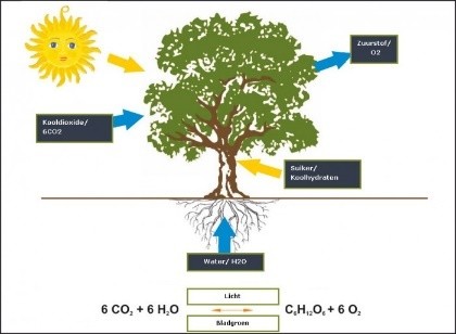 fotosynthese moestuin