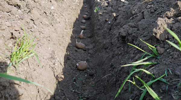 Aardappelen kweken Aardappelen planten in de greppels