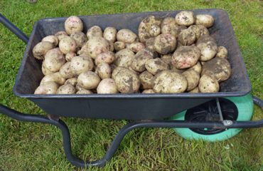 Kruiwagen vol aardappelen