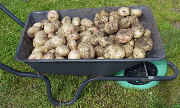 Aardappelen kweken Kruiwagen vol aardappelen