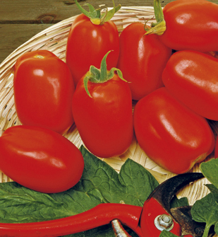 Pruim tomaat Roma in pot 1 plant