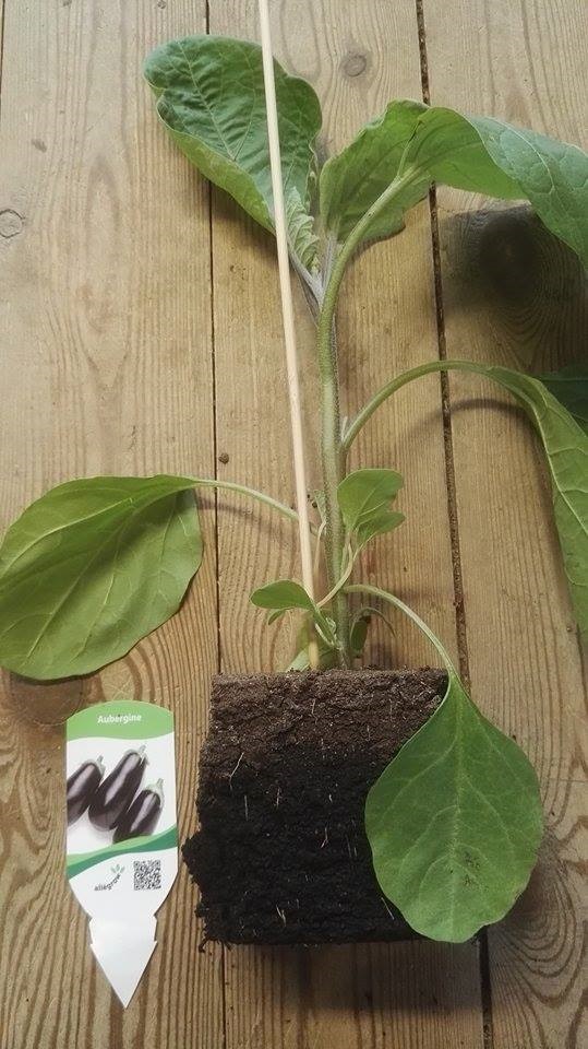 Aubergine plantjes 1 plant