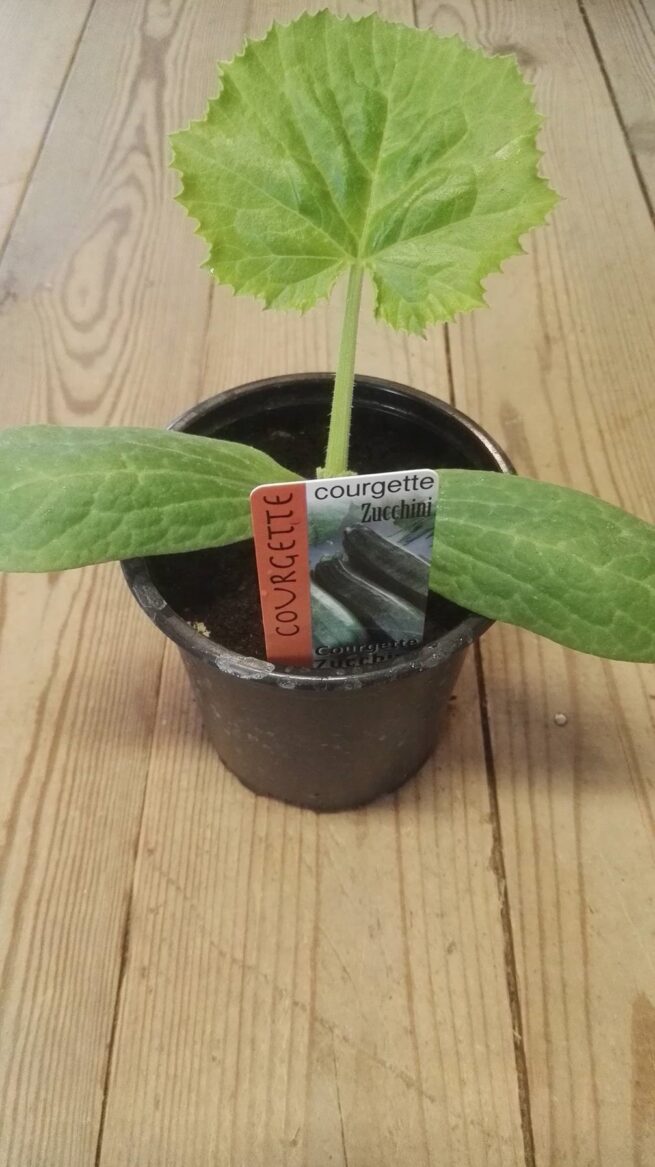 Courgette Groen Lang in pot 1 plant