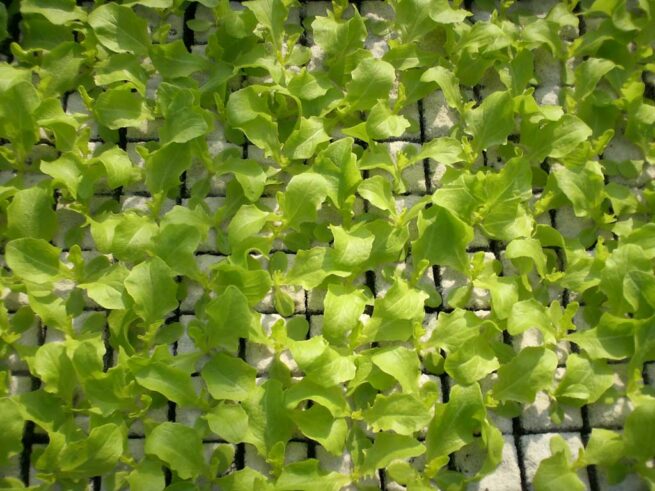 Eikenbladsla groen plantjes BIO 5 stuks - Plant in de serre/kas van oktober tot maart. Plant buiten van midden maart tot midden september.