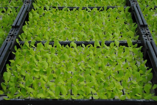 Groene kropsla plantjes BIO 5 stuks - Plant in de serre/kas van oktober tot maart. Plant buiten van midden maart tot midden september.