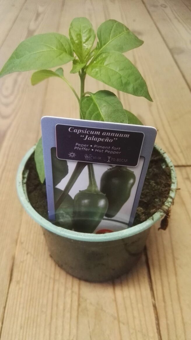 Peper mild pikant Jalapeno in pot 1 plant 3500-6500 Scoville - plant in de serre in in mei, plant buiten half mei.