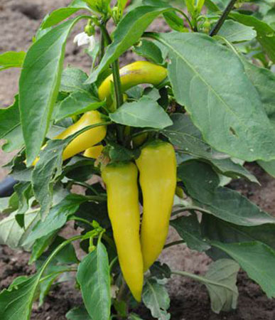 Peper mild pikant Hungarian Yellow Wax in pot 1 plant 5000-10000 Scoville