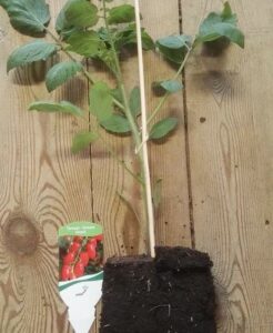 Snack tomaat Sweet Cherry rood in pot 1 plant