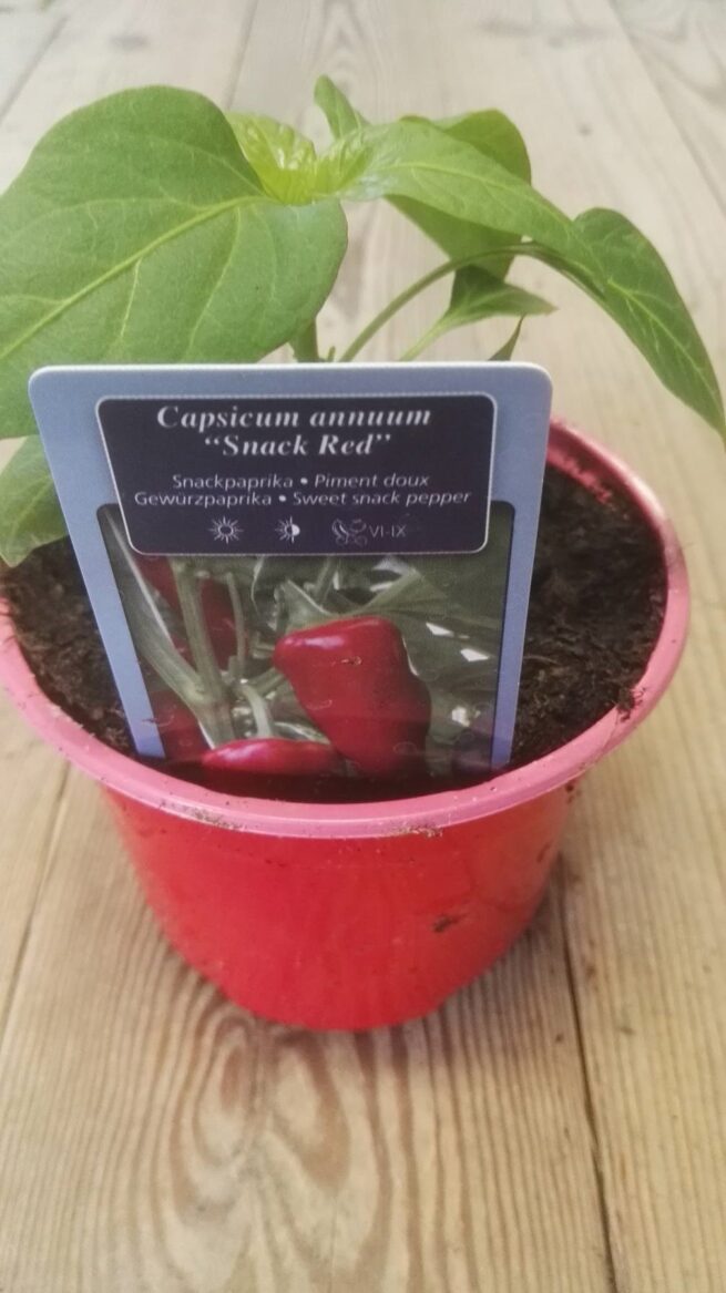 Snack paprika Snack Red (rood) in pot 1 plant