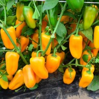 Snack paprika Snack Yellow (geel) in pot 1 plant