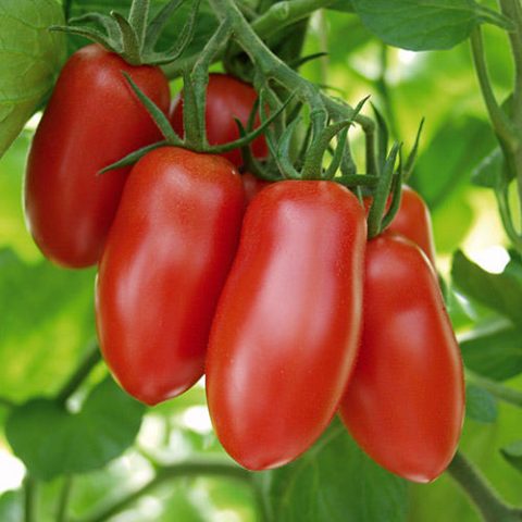 Snack tomaat type Ravello rood plantjes 1 plant