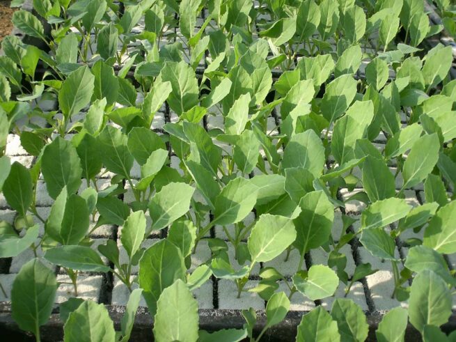 Bloemkoolplantjes voor vroege teelten en najaarsteelten