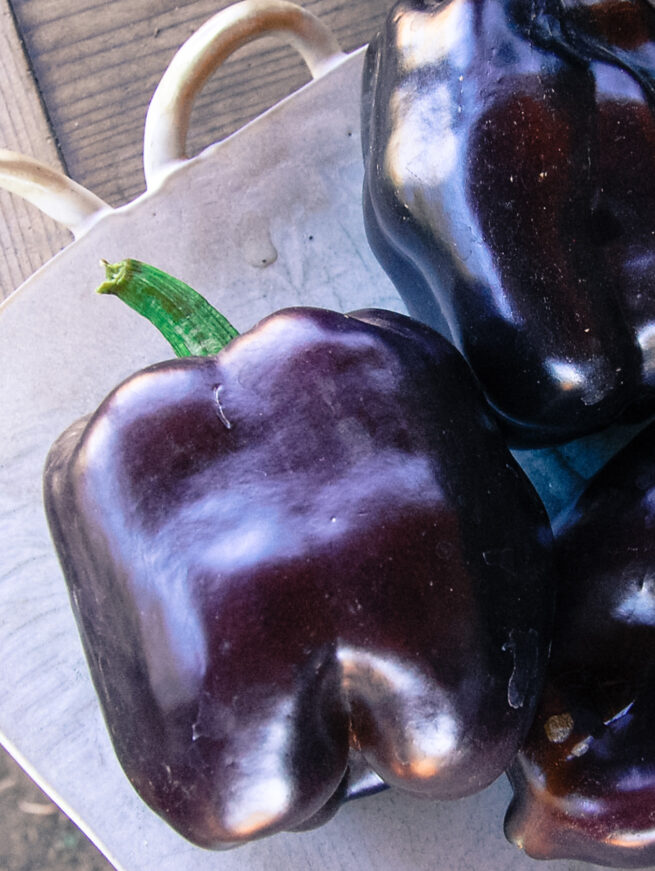 Blok paprika Purple Bell (paars) in pot 1 plant