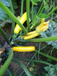courgetten