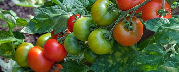 laatste-tomaten