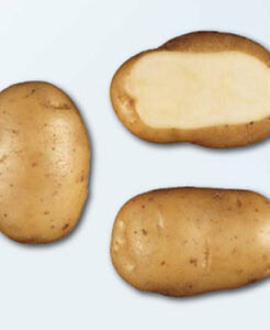 bintje aardappel