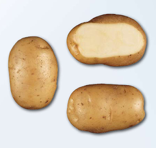 bintje aardappel