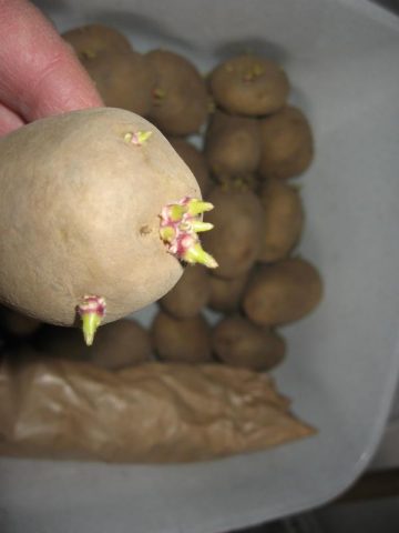 Voorgekiemde aardappelen
