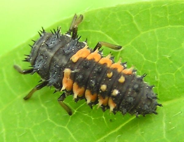 De larve van een Lieveheersbeestje