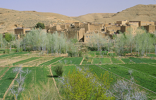 Dry farming in Marocco
