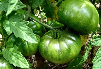 Groen volwassen tomaten hebben al de grootte en vorm van de uiteindelijke tomaat