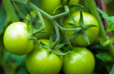 Groene tomaten in de moestuin