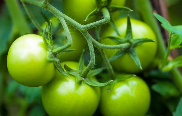 Groene tomaten in de moestuin