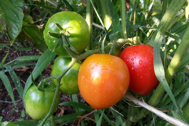 Rijpende tomaten dankzij ethyleen