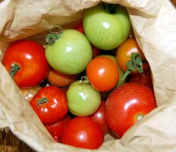 Tomaten afrijpen in een zak