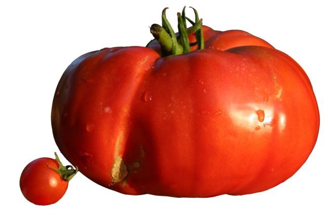 Vlees tomaat rijpt trager dan kerstomaat
