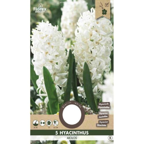Hyacinth Aiolos White