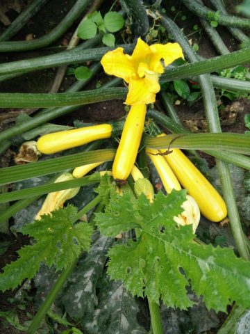 Gele courgette