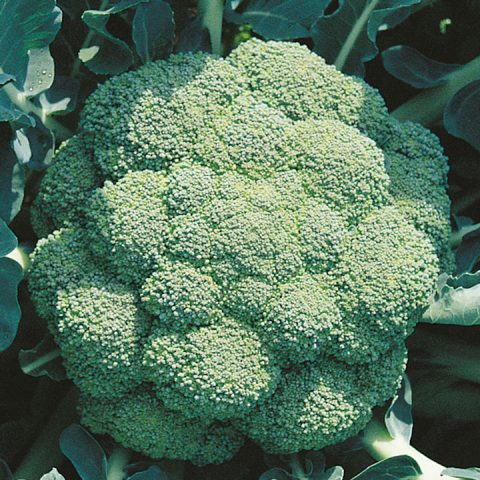 Broccoli kweken: klaar voor de oogst