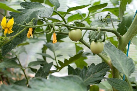 Tomaten in juni