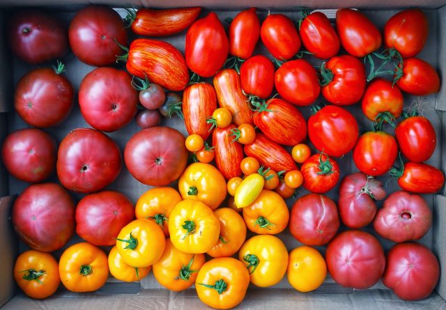 Tomaten oogsten vanaf juli