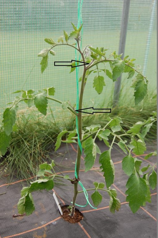 Tomaten planten dieven - okselscheuten