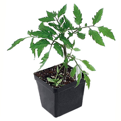 Tomatenplant in p9 pot