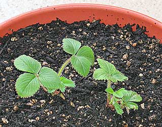 Aardbeien kweken in ronde potten