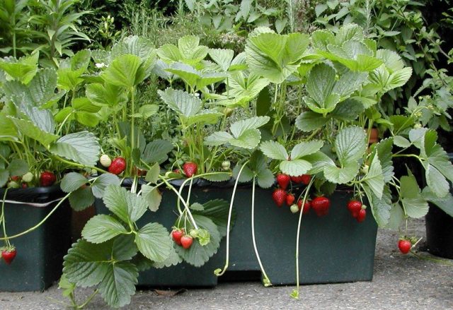 Aardbeien kweken in potten