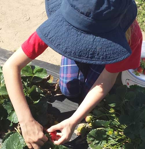 Kinderen helpen heel graag bij aardbeien kweken