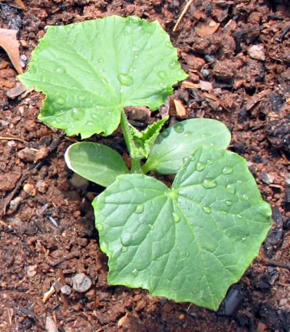 Net uitgeplant : Komkommer Marketmore BIO