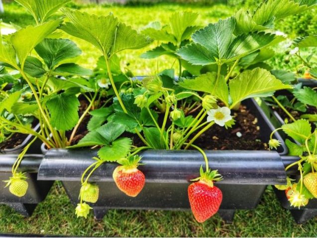 Aardbeien kweken in bakken: oogsten maar!