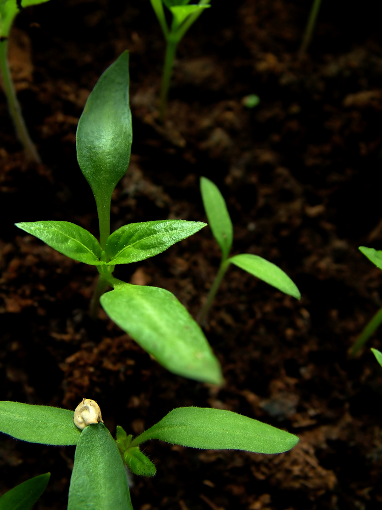 5 secrets pour faire pousser des piments à partir de graines