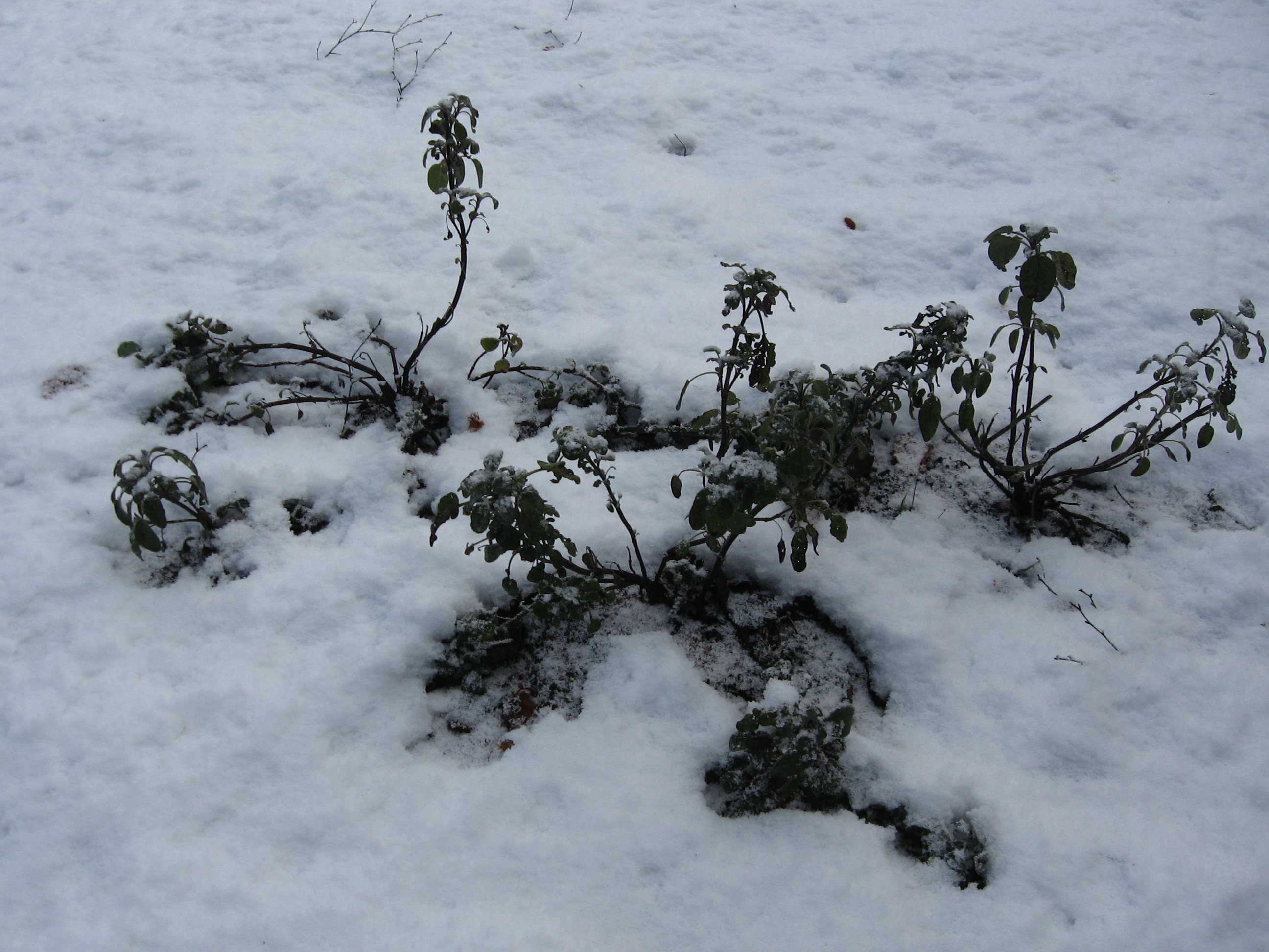 salie is een vaste plant, hier bedekt onder een dekje van sneeuw